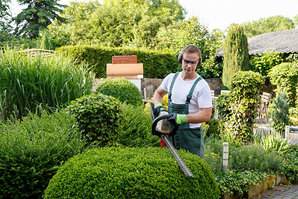 Havelock, NC Tree Removal Services Company